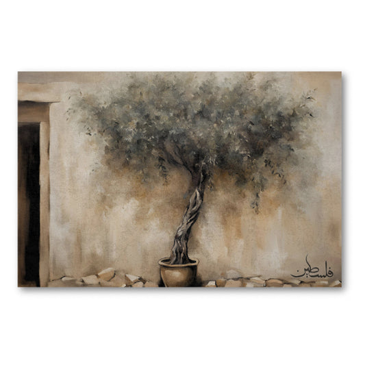 Olive Tree in a Pot